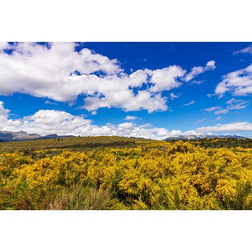 Bishop, Russ 아티스트의 Wildflowers on rolling hills above Lake Te Anau-South Island-New Zealand작품입니다.